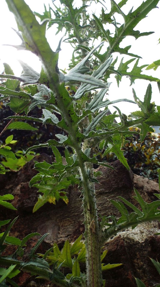 Un cirsium? S, Cirsium vulgare